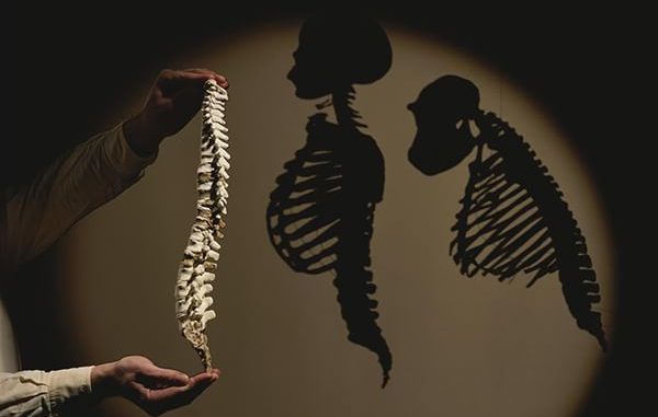 Il modello della colonna vertebrale di un Australopithecus afarensis (Lucy) mostrato accanto alle silhouette degli scheletri di un essere umano e di uno scimpanzé moderni. Fotografia di Kenneth Garrett, National Geographic Creative