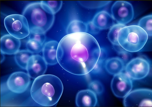 Trovate nuove cellule staminali multipotenti