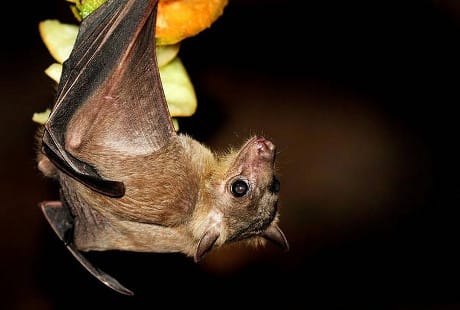 Pipistrello del genere Rousettus. (© Science Photo Library / AGF)