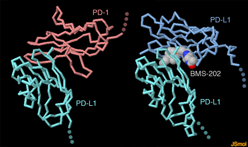 Scoperto come bloccare la proteina PD-L1 del cancro