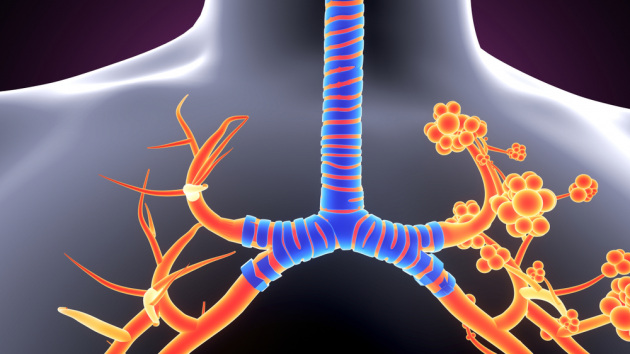 La struttura ramificata degli alveoli polmonari.|Shutterstock