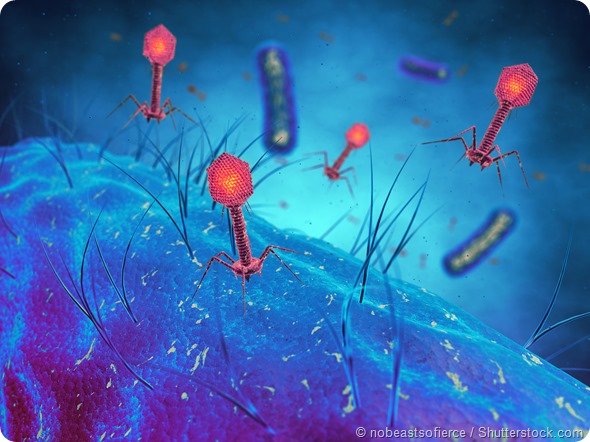 Relazione simbiotica fra batterio e virus inganna i fagociti