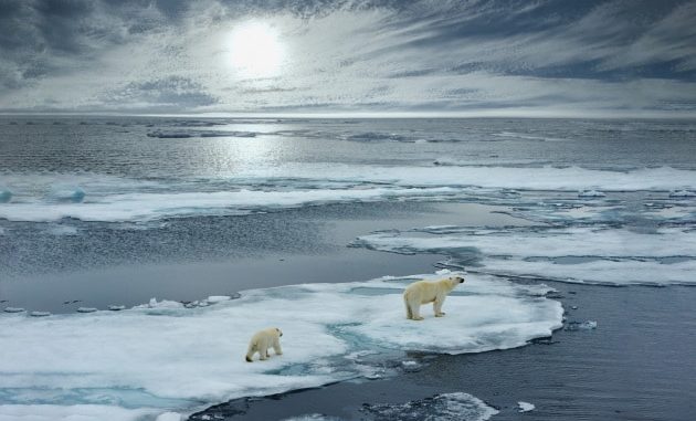 L'orso polare è diventato il simbolo dell'impatto dell'uomo sul clima del pianeta.|FloridaStock / Shutterstock