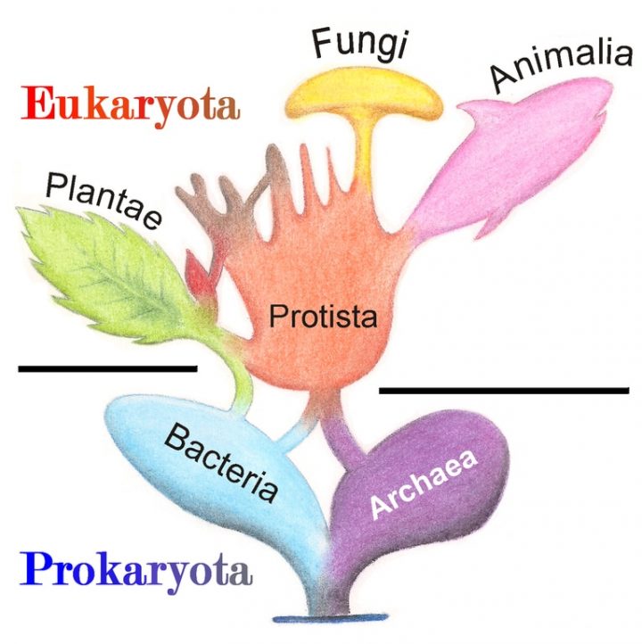 Gli archei (Archaea) sono microrganismi elementari le cui cellule sono senza nucleo (procarioti): nel cosmo dei micorganismi, sono i più antichi. Scoperti alla fine degli anni '70, sono stati trovati in tutti gli habitat. Le relazioni di parentela (filogenesi) ed evolutiva tra procarioti (archei e batteri) ed eucarioti, i due domini in cui sono suddivisi gli organismi viventi, non sono tutt'oggi chiare: recenti studi ipotizzano che gli archei siano all'origine della nascita delle cellule eucariote, il dominio della vita che include gli organismi dotati di nucleo, ossia gli unicellulari (protisti) e i multicellulari (le piante, i funghi, gli animali e quindi noi stessi). / img. WikiMedia