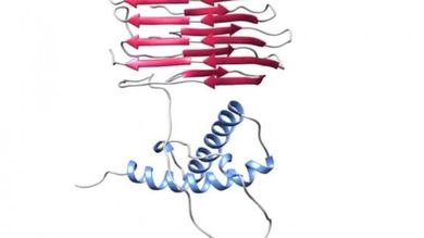 La proteina prionica nella sua forma aggregata e infettiva (rosso) induce la sua controparte sana (blu) a cambiare forma 