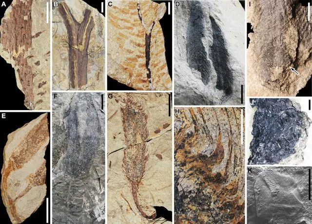 La foresta fossile più antica del Mondo