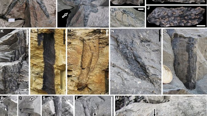 Fossili degli alberi del genere <em>Guangdedendron</em> ritrovati in Cina (credito: DOI: <a href="https://www.cell.com/current-biology/fulltext/S0960-9822(19)30780-8" rel="nofollow" data-aalisten="1">10.1016/j.cub.2019.06.053</a>)