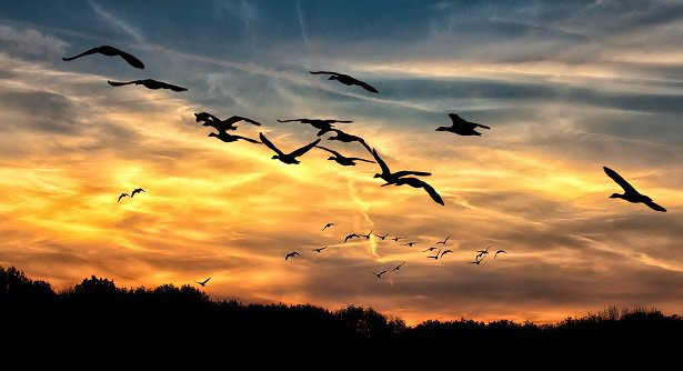 Uccelli migratori in via di estinzione