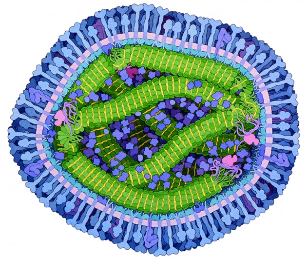 Illustrazione scientifica: sezione trasversale del virus del morbillo (Morbillivirus).|Illustration by David S. Goodsell, RCSB Protein Data Bank