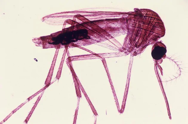 Pericolose zanzare mutanti fuori controllo in Brasile