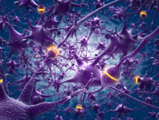 Ricreati da staminali neuroni umani per curare il cervello
