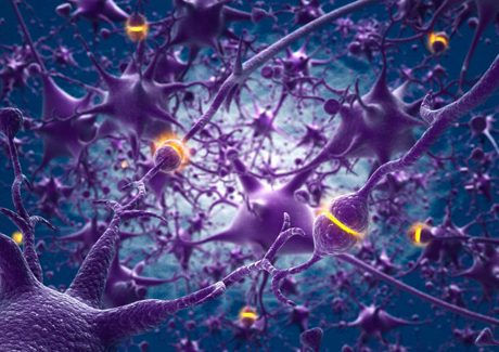 Ricreati da staminali neuroni umani per curare il cervello