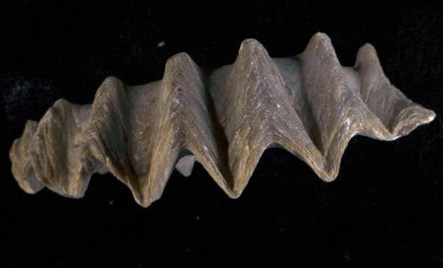 Il guscio fossile di Agerostrea ungulata, un'ostrica, oggi estinta, vissuta 66-72 milioni di anni fa. | KYLE MEYER / UNIVERSITY OF CALIFORNIA MUSEUM OF PALEONTOLOGY