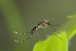 Femmina della zanzara Aedes aegypti, veicolo della febbre dengue (©agefotostock/AGF)