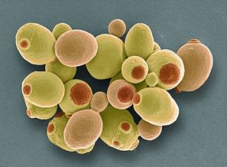 Microfotografia di Saccharomyces cerevisiae (©Science Photo Library/AGF)