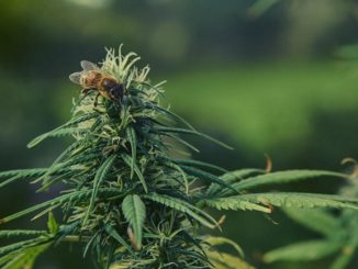 Le coltivazioni di cannabis sativa piacciono alle api