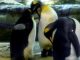 La comunicazione tramite suoni dei pinguini innamorati