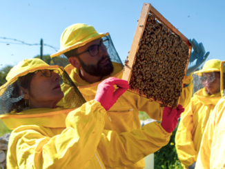 L'inquinamento ambientale si trasferisce nel miele delle api