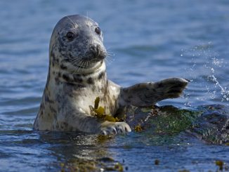 Video di due foche grige selvatiche in fase di accoppiamento