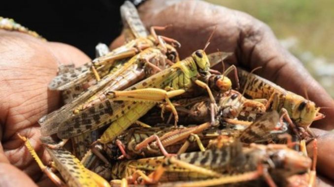 Miliardi di locuste stanno affamando l'Africa sub-sahariana