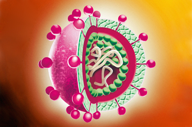 Dallo studio in 3D del coronavirus un inibitore della proteasi