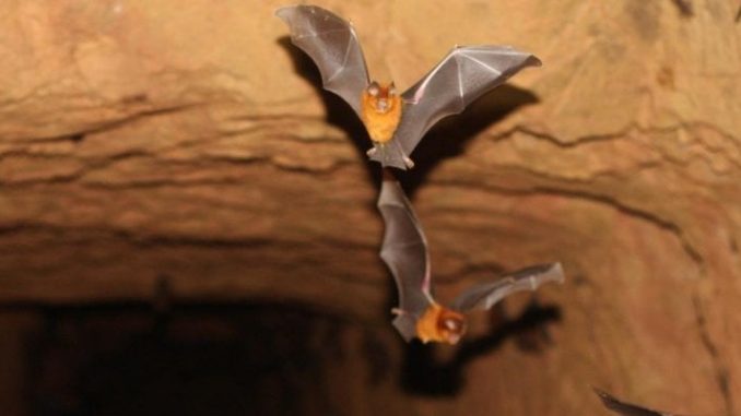 Credit: B.D. Patterson, Field Museum