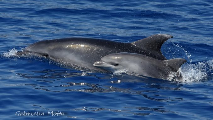 I maschi di delfino collaborano per tenersi le femmine