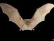 Allo studio nuove specie di pipistrelli simili a quelli del coronavirus