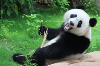 Un panda in uno zoo cinese | Foreverhappy / Shutterstock