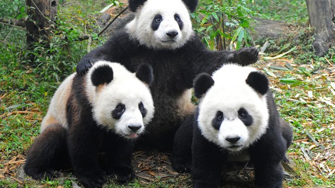 E' incinta il Panda Ying Ying dello zoo di Ocean Park E' incinta il Panda Ying Ying dello zoo di Ocean Park