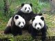E' incinta il Panda Ying Ying dello zoo di Ocean Park