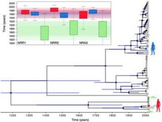 La probabile filogenesi dei coronavirus. I cerchi terminali indicano rispettivamente i virus dei pipistrelli (grigio), del pangolino (verde), il virus SARS-CoV (blu) e SARS-CoV-2 (rosso). L'inserto rappresenta le stime del tempo di divergenza basate sulle regioni del genoma non ricombinanti dette NRRR1, NRRR2 e NRA3. (Da M. F. Boni et al. (2020) - CC-BY-NC 4.0 International license)
