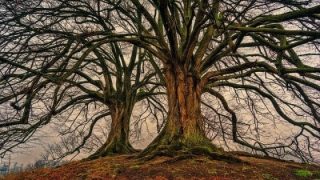 Giornata degli alberi, 820mila ettari di boschi nelle aree protette