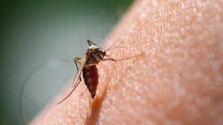 Attenzione, anche l'Italia sarà tra gli habitat ideali delle zanzare tropicali