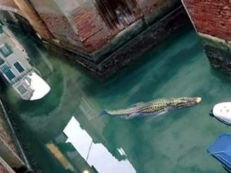Avvistamenti nelle limpide acque della laguna di Venezia