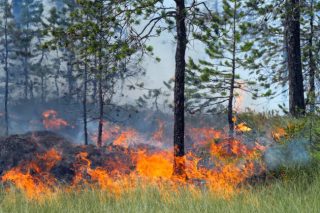 Incendio in una foresta di conifere in Siberia. | zebra0209 / Shutterstock