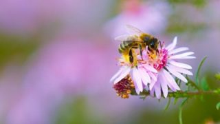 Sempre meno insetti impollinatori, scatta il piano per salvarli