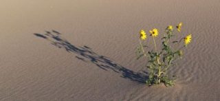 Alcune specie di girasoli selvatici si sono adattate a vivere sulle dune di sabbia (© Nolan C. Kane/University of Colorado Boulder) 