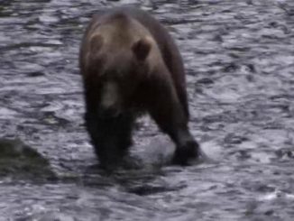 Petizione online contro l'abbattimento del'orso bruno