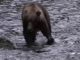 Petizione online contro l'abbattimento del'orso bruno