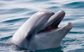 Il delfino tursiope insegna la caccia alle conchiglie
