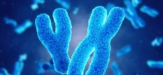 Illustrazione dei cromosomi sessuali Y e X (©Science Photo Library RF/AGF) 