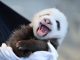 Nato cucciolo di panda gigante in cattività in uno zoo Usa