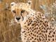 Sempre il ghepardo l'animale più veloce della savana