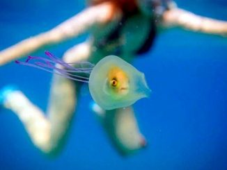 Aceto contro le punture di medusa: funziona davvero?