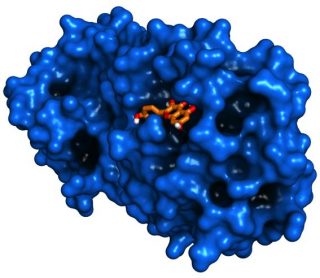 Il complesso molecolare formato dalla quercetina (in arancione) legata nella cavità che costituisce il sito attivo della proteasi 3CLpro (in blu), nella posizione più favorevole per inibire la proteina e bloccare la replicazione del coronavirus (Cnr-Nanotec, Università di Saragozza)