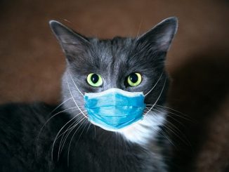 Anche i gatti possono contrarre e diffondere il coronavirus