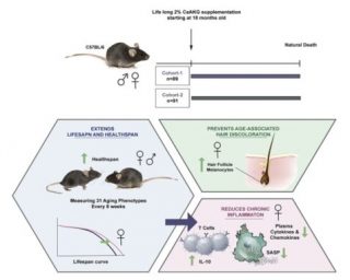 Abstract grafico dello studio (credito: <a href="https://www.cell.com/cell-metabolism/fulltext/S1550-4131(20)30417-4" rel="nofollow">DOI: 10.1016/j.cmet.2020.08.004</a>, <em>Cell Metabolism</em>)