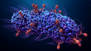 Batteriofagi (rossi) all’attacco di un batterio (blu). Credits: ShutterStock