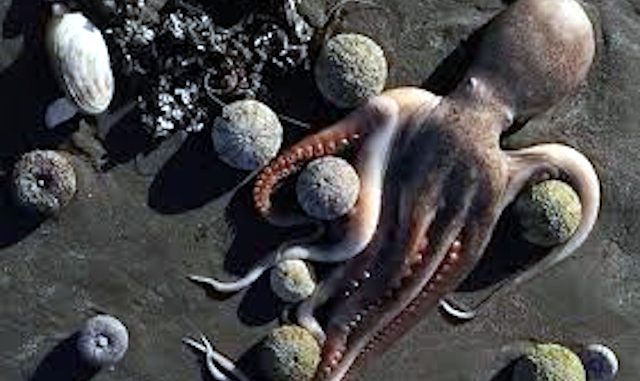 Migliaia di animali marini morti ritrovati in Kamchatka